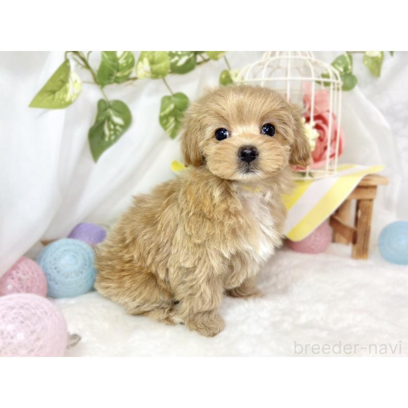 成約済の滋賀県のマルプー:マルチーズ×トイプードル-433784の3枚目