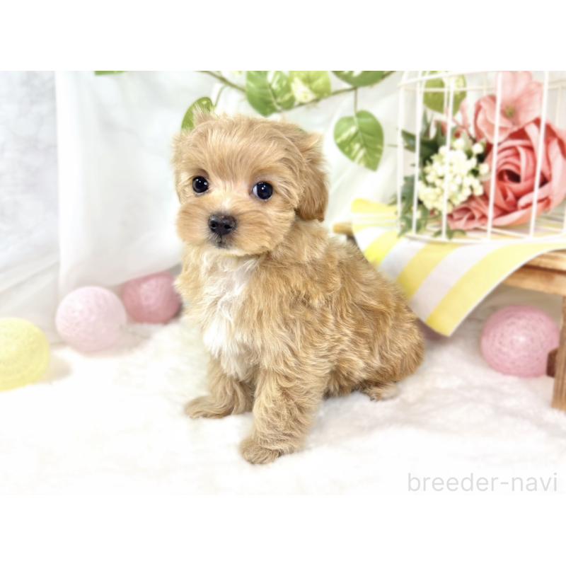 成約済の滋賀県のマルプー:マルチーズ×トイプードル-433784の2枚目