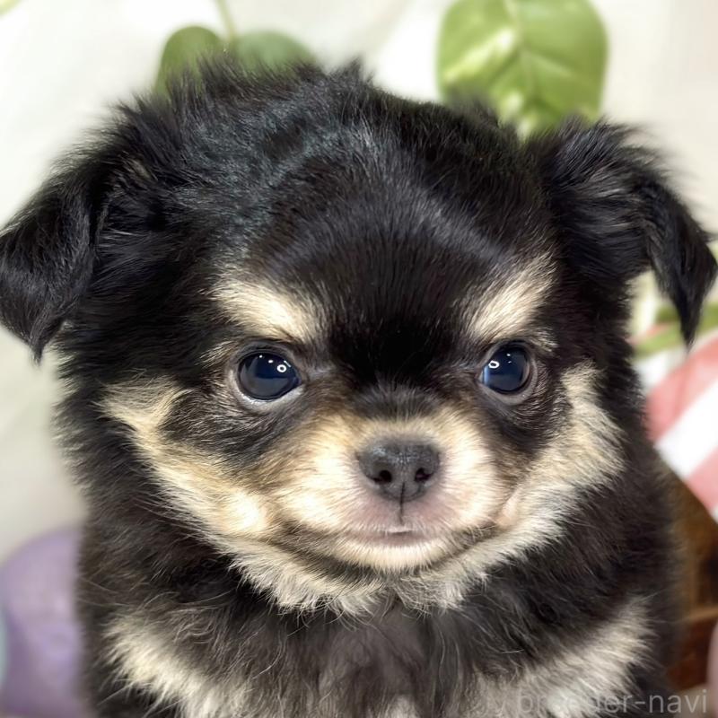 成約済ののチワワ(ロングコート)-433785