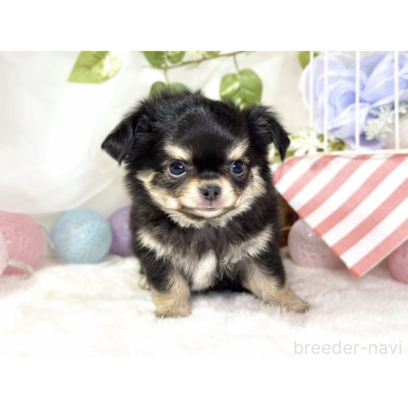 成約済の滋賀県のチワワ(ロングコート)-433785の4枚目