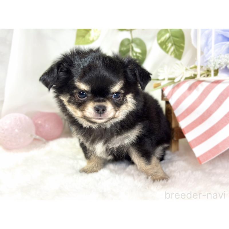 成約済の滋賀県のチワワ(ロングコート)-433785の3枚目