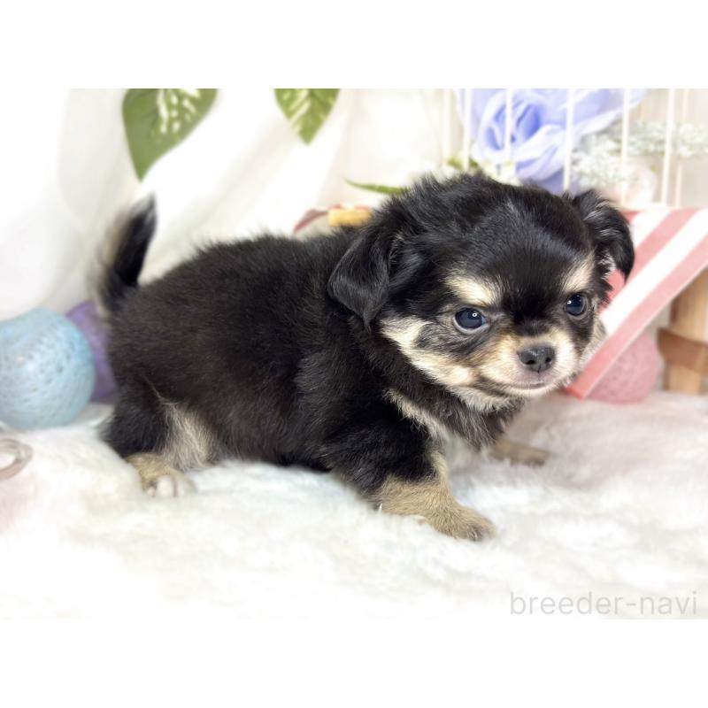 成約済の滋賀県のチワワ(ロングコート)-433785の2枚目