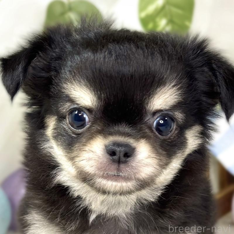 販売中の滋賀県のチワワ(ロングコート)-433786