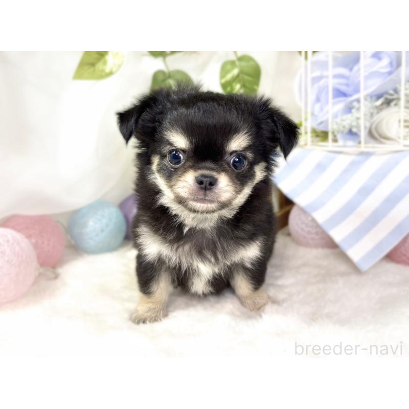 成約済の滋賀県のチワワ(ロングコート)-433786の3枚目