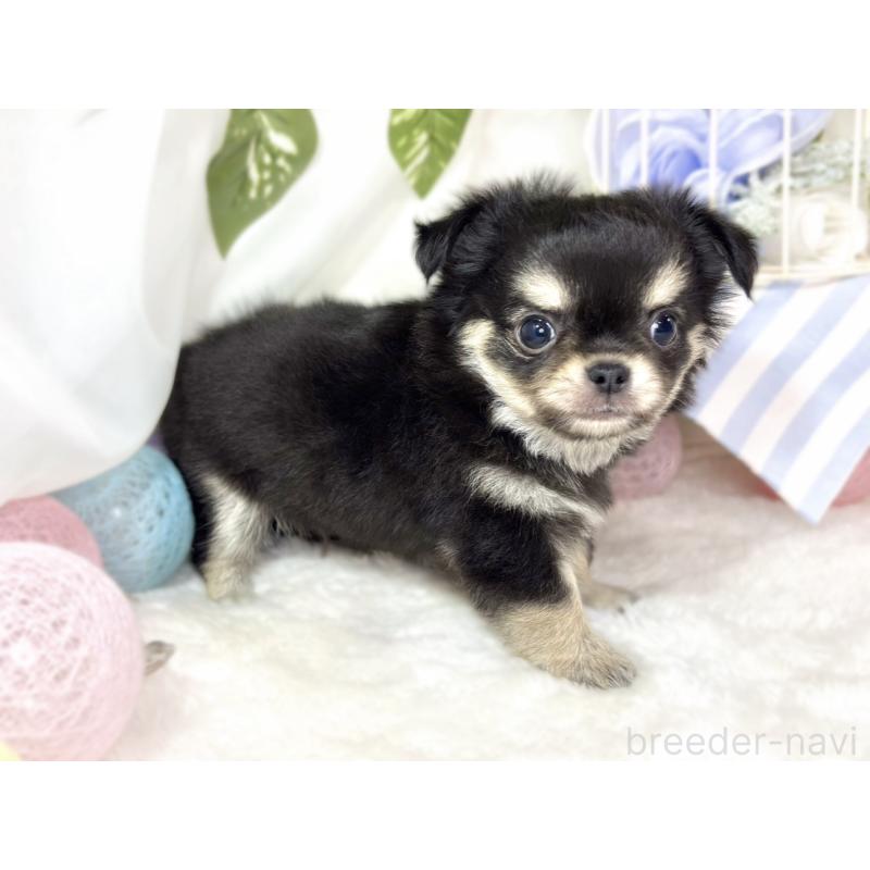 成約済の滋賀県のチワワ(ロングコート)-433786の4枚目