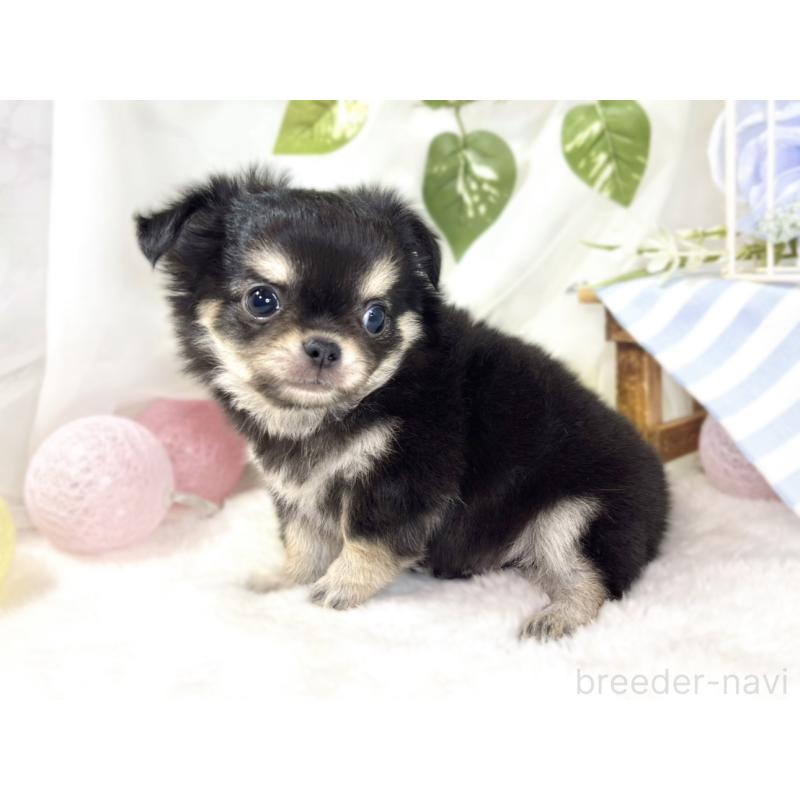 成約済の滋賀県のチワワ(ロングコート)-433786の2枚目