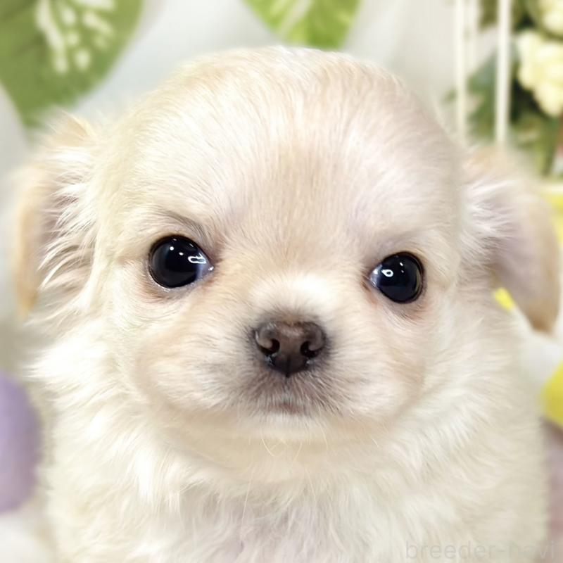 販売中の滋賀県のチワワ(ロングコート)-433787