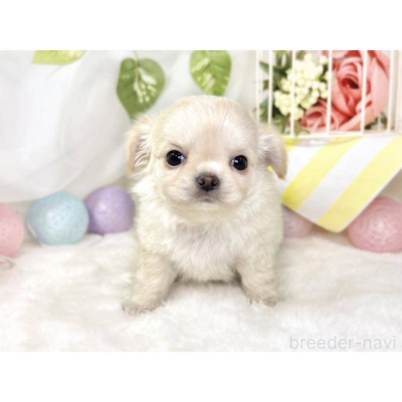 成約済の滋賀県のチワワ(ロングコート)-433787の4枚目