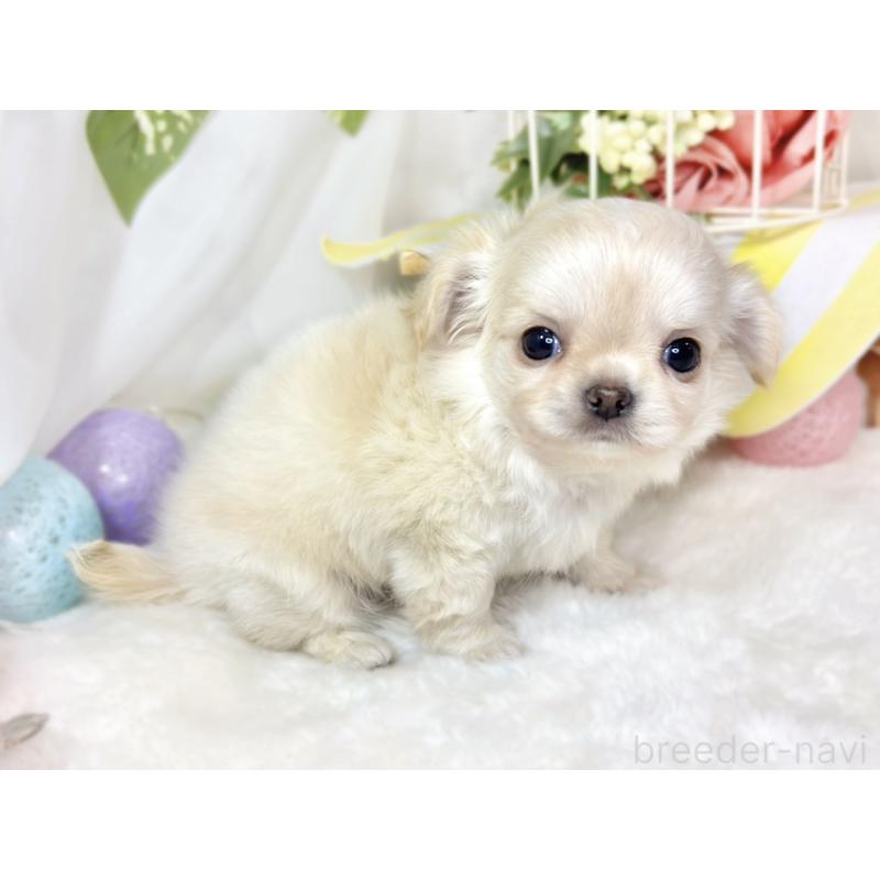 成約済の滋賀県のチワワ(ロングコート)-433787の3枚目