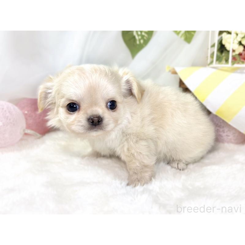 成約済の滋賀県のチワワ(ロングコート)-433787の2枚目