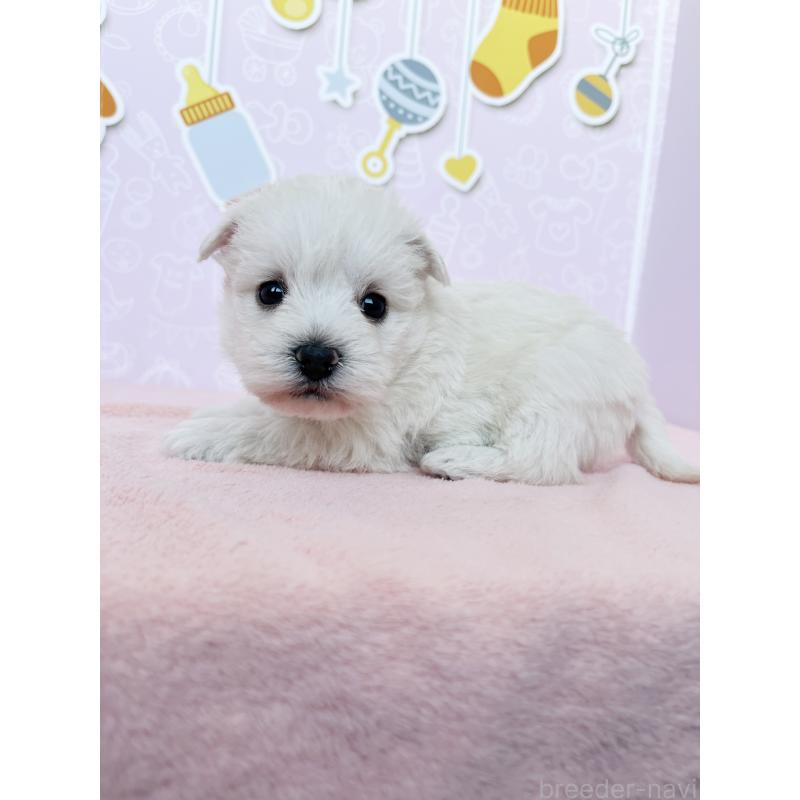 成約済の東京都のミックス犬-433463の4枚目