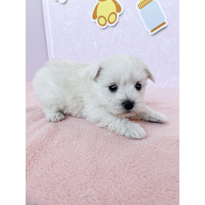 成約済の東京都のミックス犬-433463の3枚目