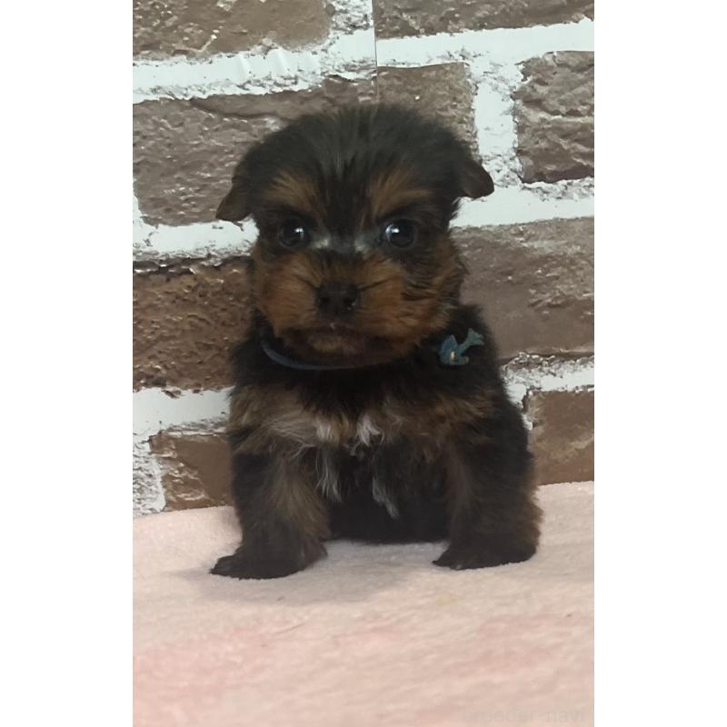 販売中の鹿児島県のヨークシャーテリア-435227