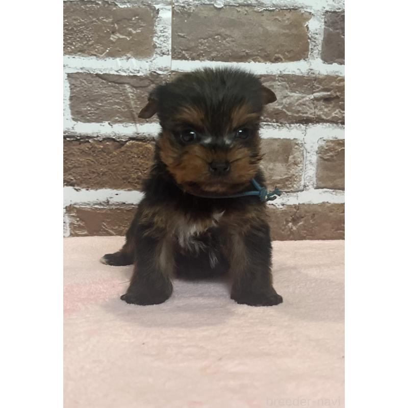 販売中の鹿児島県のヨークシャーテリア-435227の11枚目