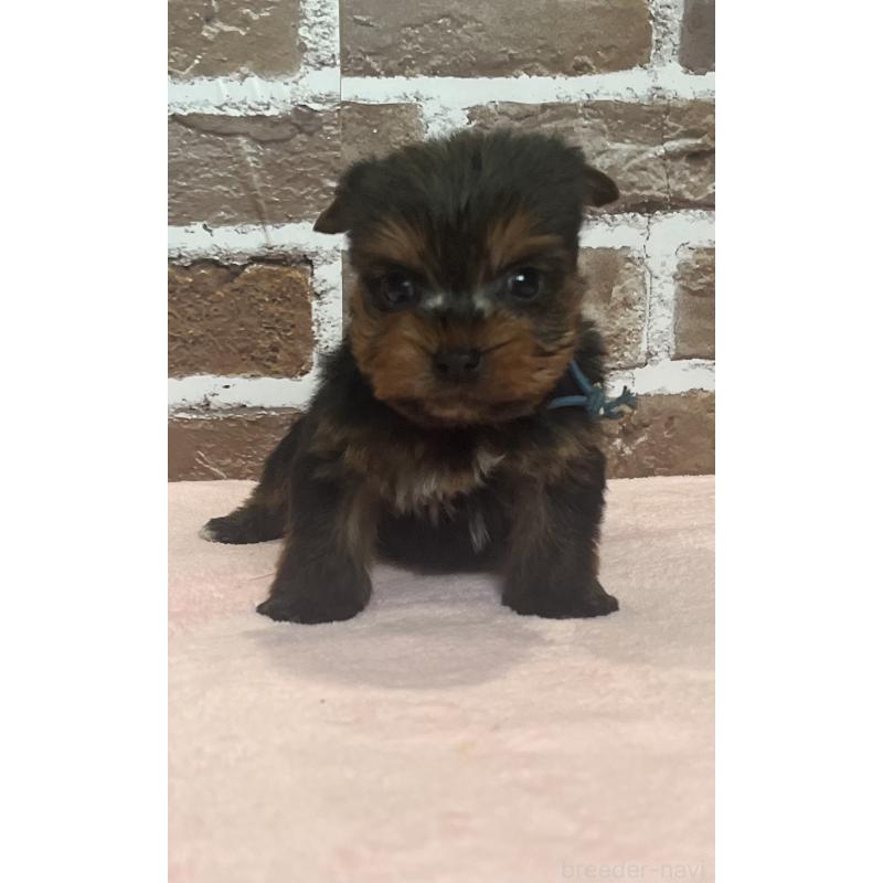 販売中の鹿児島県のヨークシャーテリア-435227の10枚目