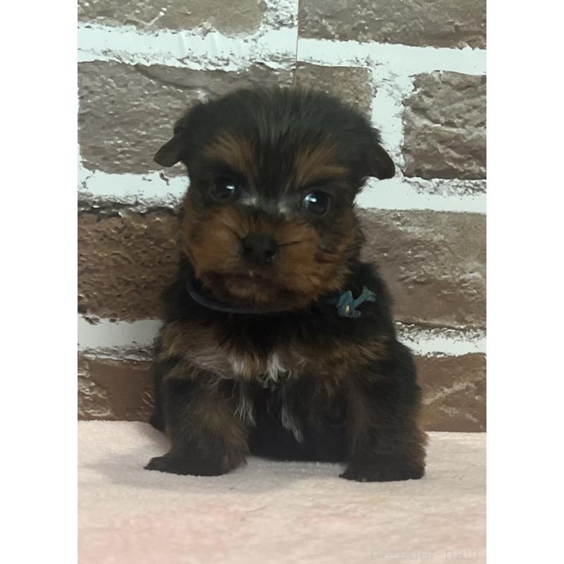 販売中の鹿児島県のヨークシャーテリア-435227の9枚目