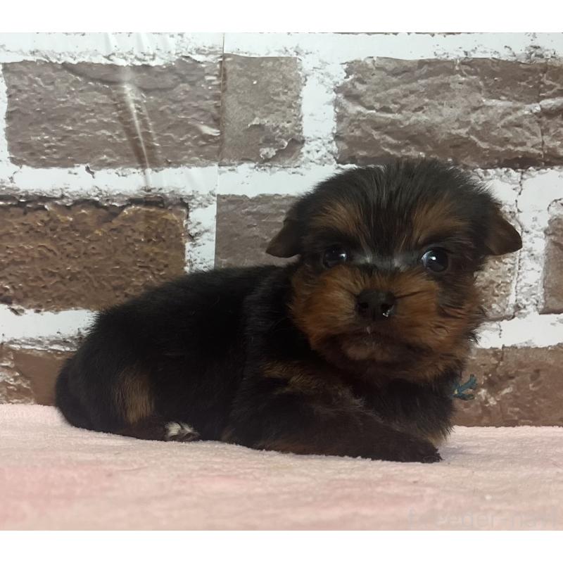 販売中の鹿児島県のヨークシャーテリア-435227の8枚目