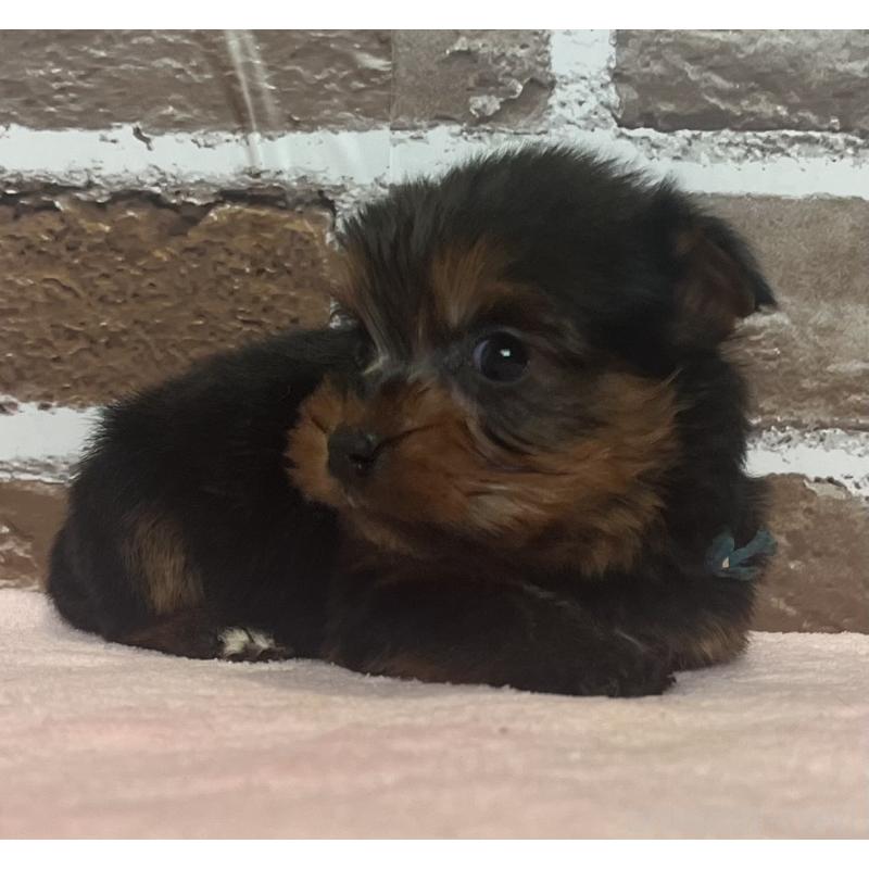 販売中の鹿児島県のヨークシャーテリア-435227の7枚目