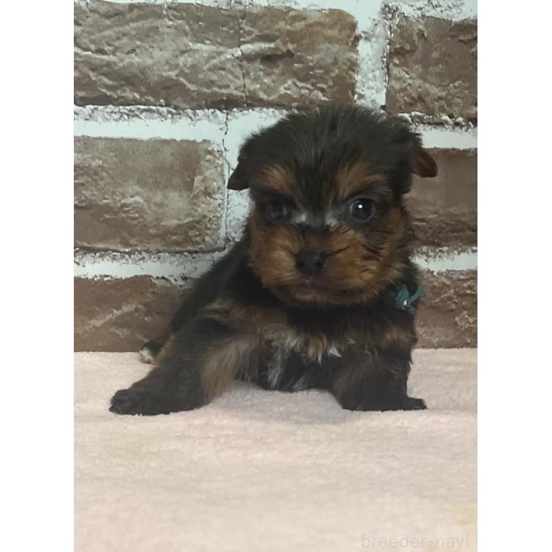 販売中の鹿児島県のヨークシャーテリア-435227の6枚目