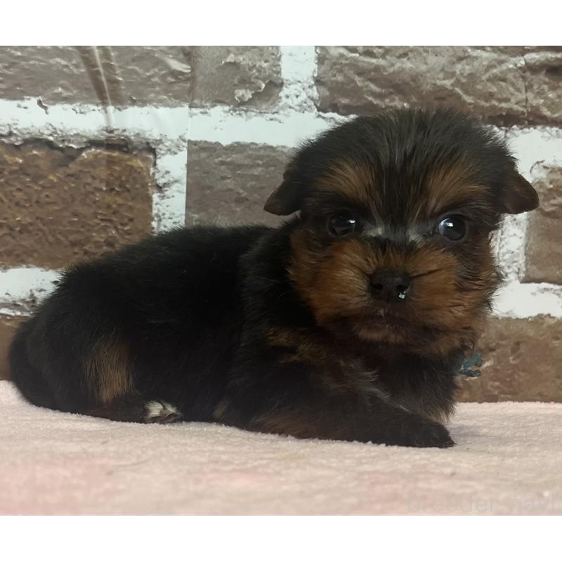 販売中の鹿児島県のヨークシャーテリア-435227の5枚目