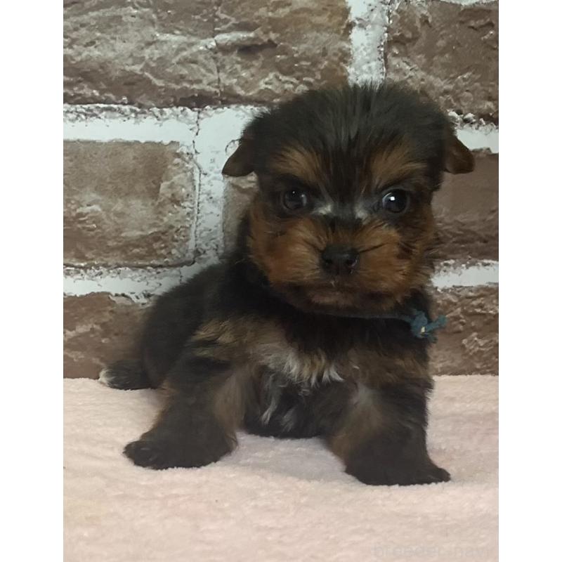 販売中の鹿児島県のヨークシャーテリア-435227の4枚目