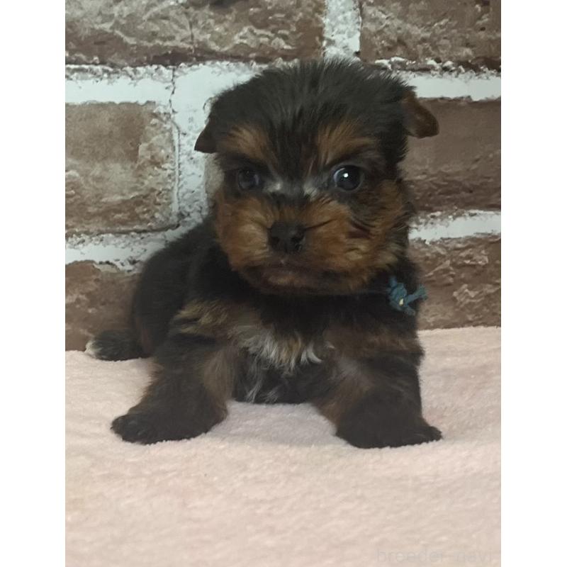 販売中の鹿児島県のヨークシャーテリア-435227の3枚目