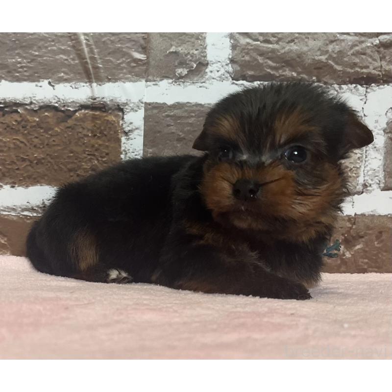 販売中の鹿児島県のヨークシャーテリア-435227の2枚目