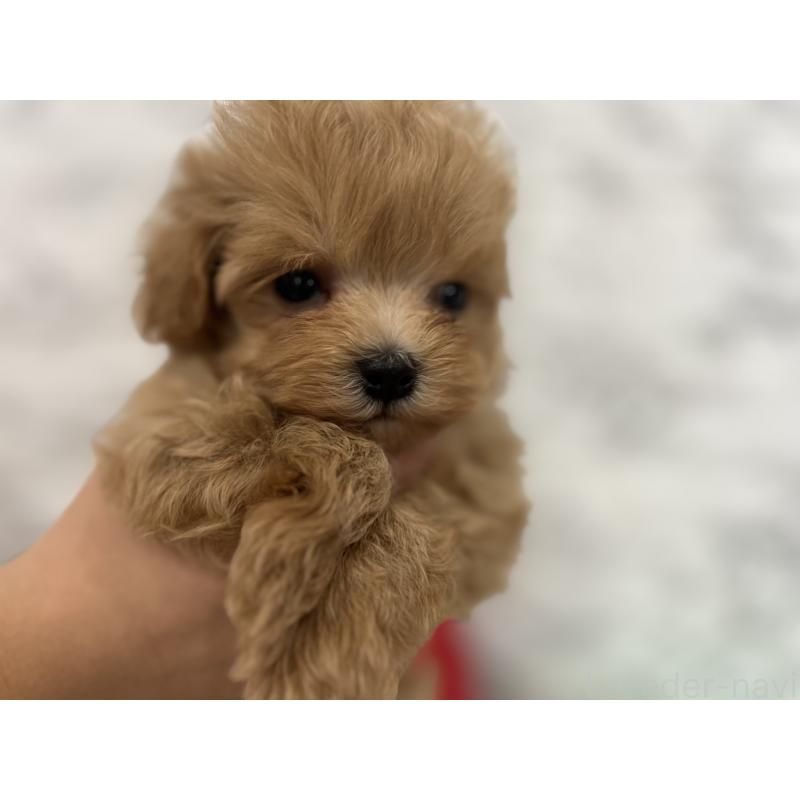 販売中の三重県のマルプー:マルチーズ×トイプードル-426276の7枚目