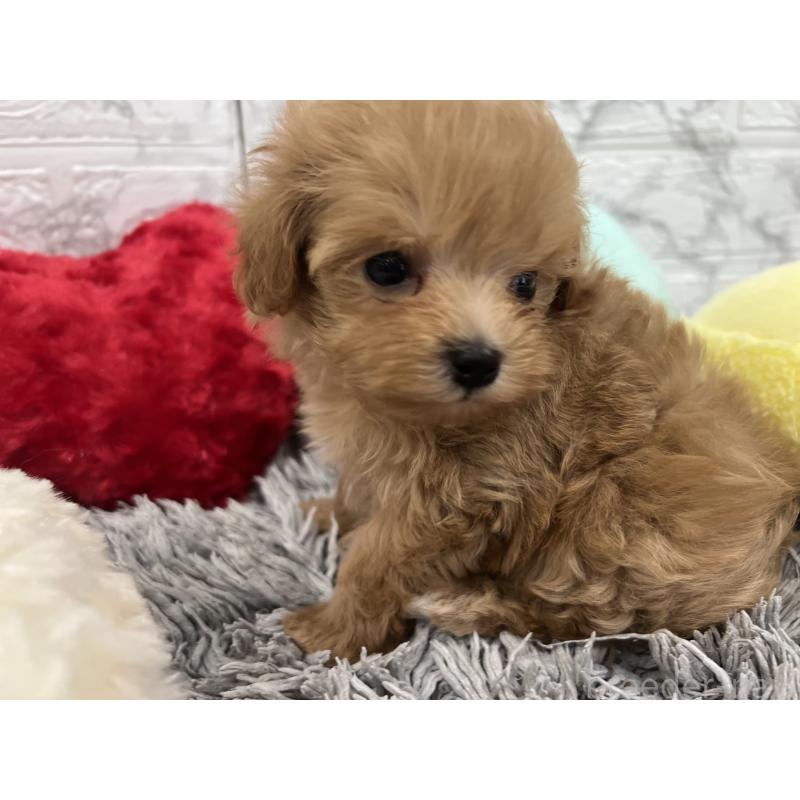 販売中の三重県のマルプー:マルチーズ×トイプードル-426276の6枚目