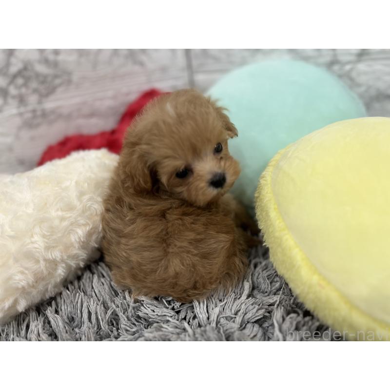 販売中の三重県のマルプー:マルチーズ×トイプードル-426276の5枚目