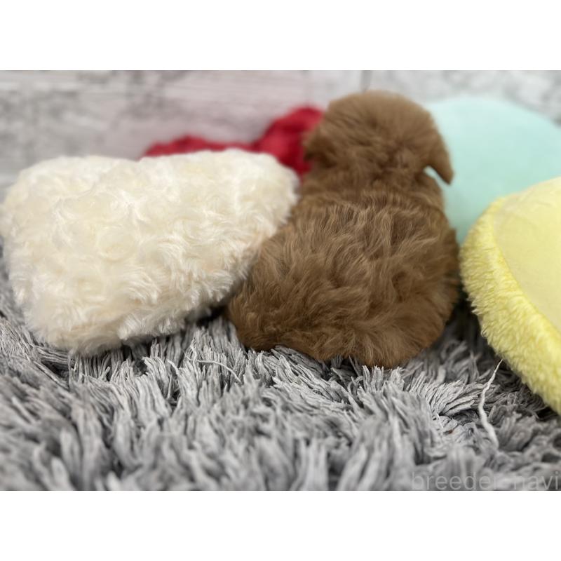 販売中の三重県のマルプー:マルチーズ×トイプードル-426276の4枚目