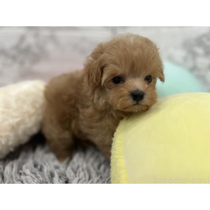 販売中の三重県のマルプー:マルチーズ×トイプードル-426276の3枚目