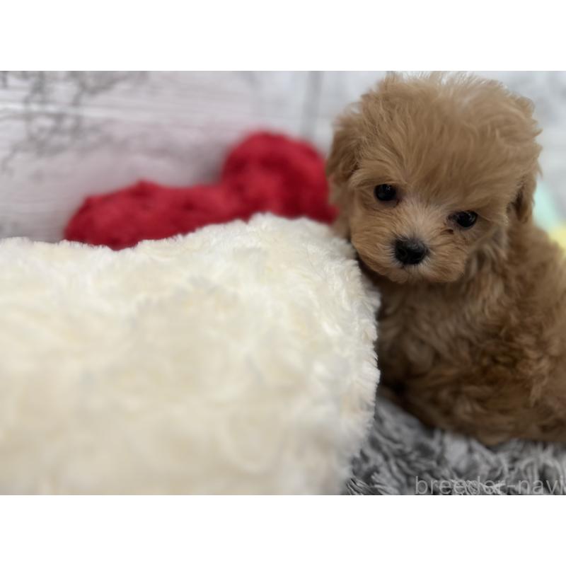 販売中の三重県のマルプー:マルチーズ×トイプードル-426276の2枚目