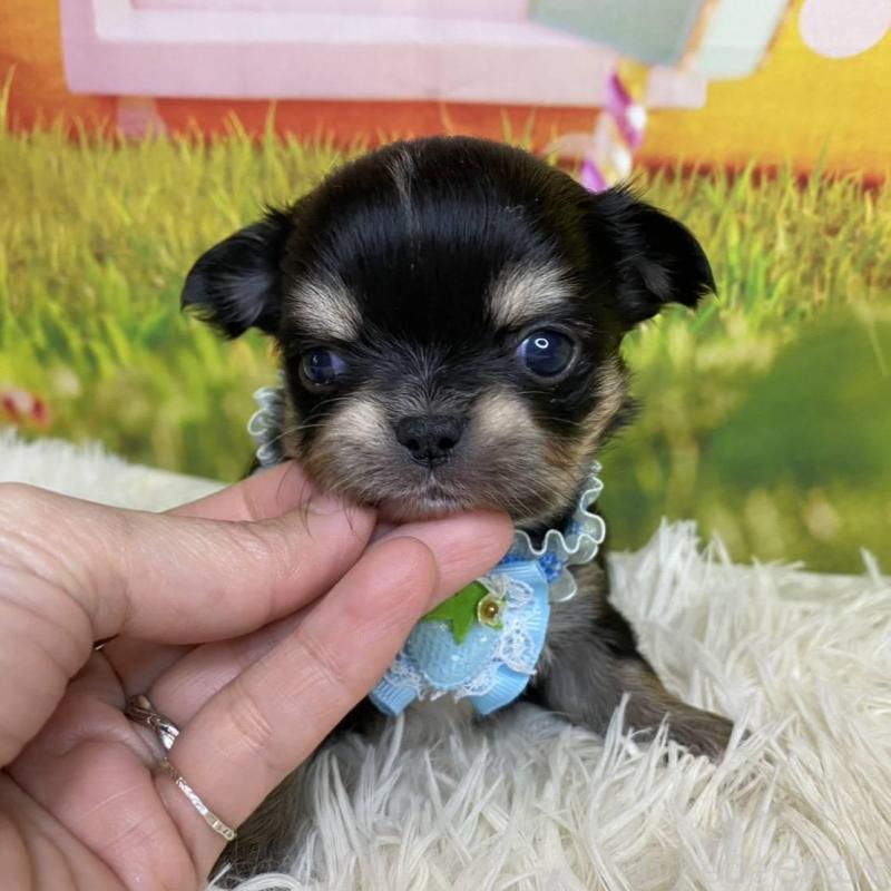 販売中の神奈川県のチワワ(ロングコート)-433291