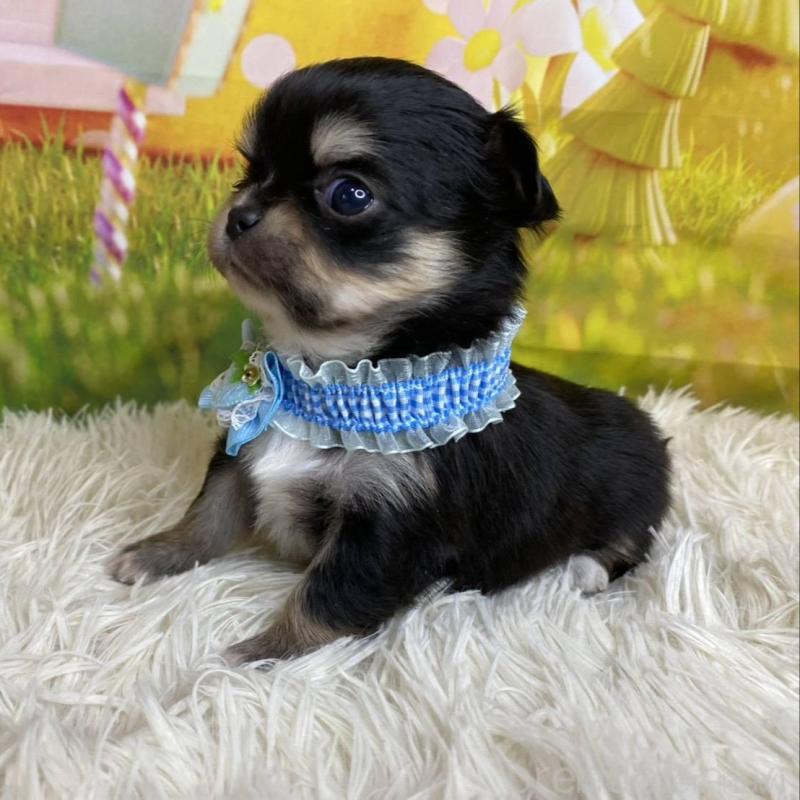 成約済の神奈川県のチワワ(ロングコート)-433291の8枚目