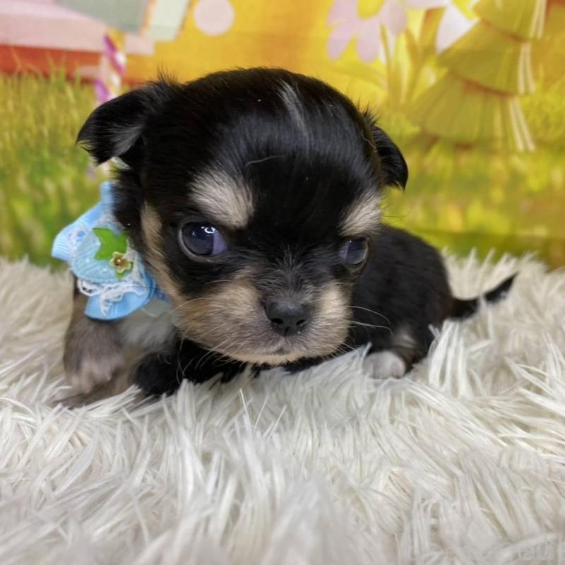 成約済の神奈川県のチワワ(ロングコート)-433291の7枚目