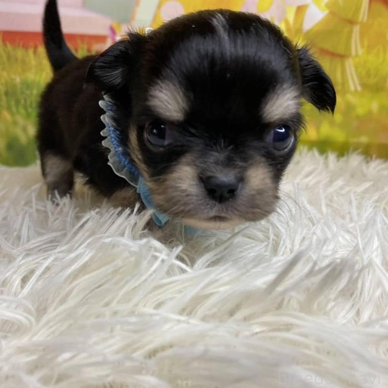 成約済の神奈川県のチワワ(ロングコート)-433291の6枚目