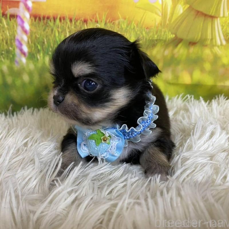 成約済の神奈川県のチワワ(ロングコート)-433291の5枚目