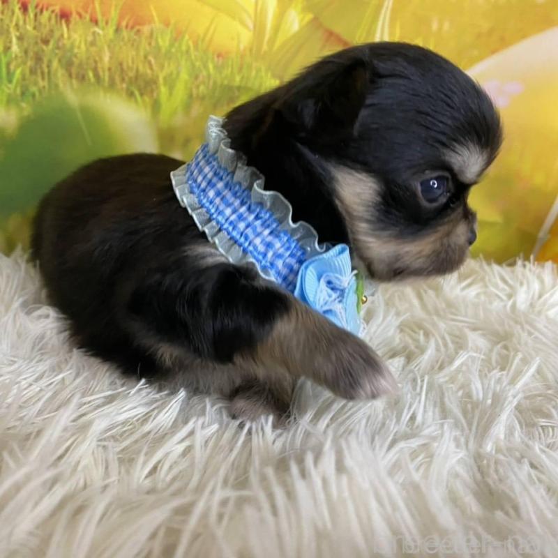 成約済の神奈川県のチワワ(ロングコート)-433291の4枚目