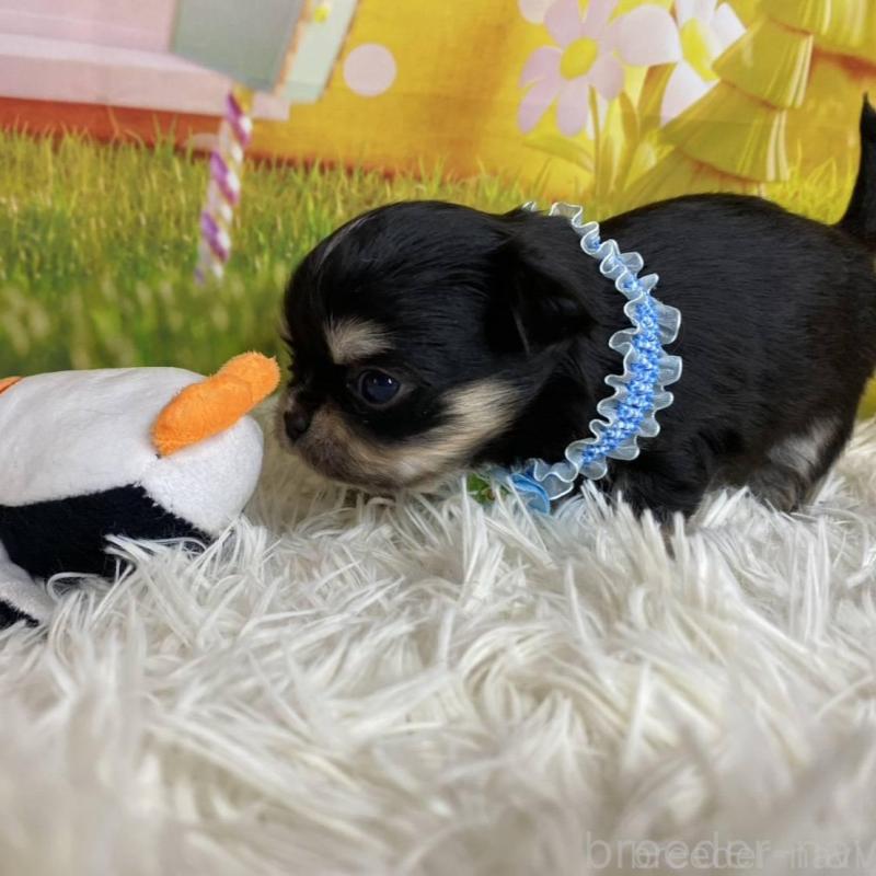 成約済の神奈川県のチワワ(ロングコート)-433291の3枚目