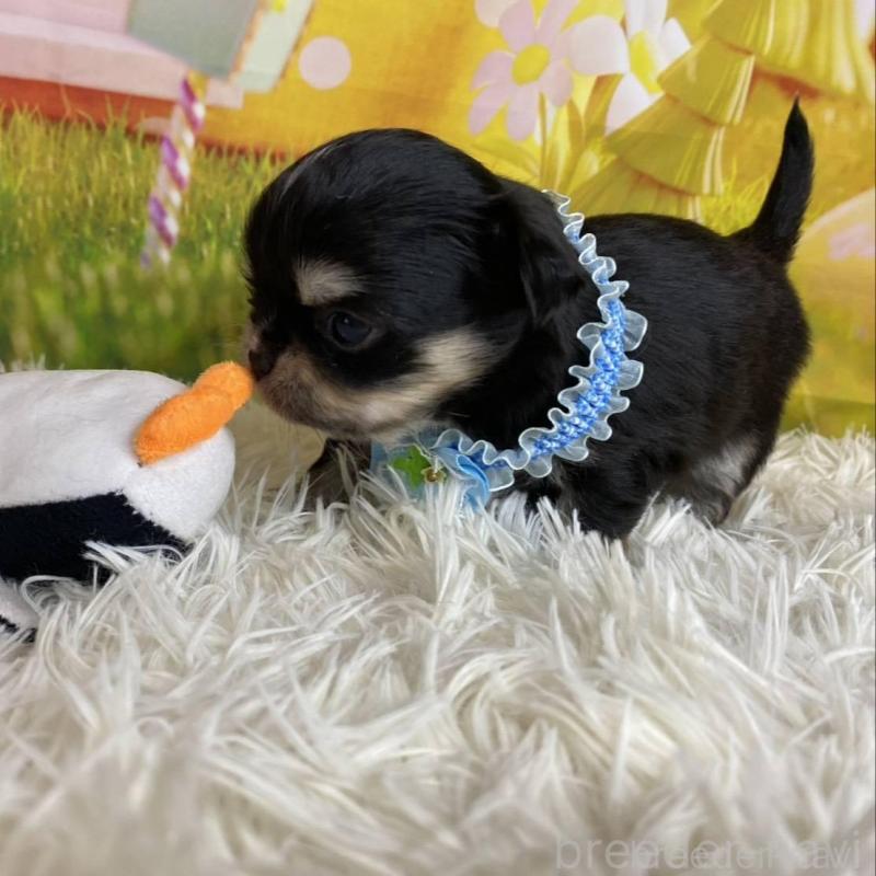 成約済の神奈川県のチワワ(ロングコート)-433291の2枚目