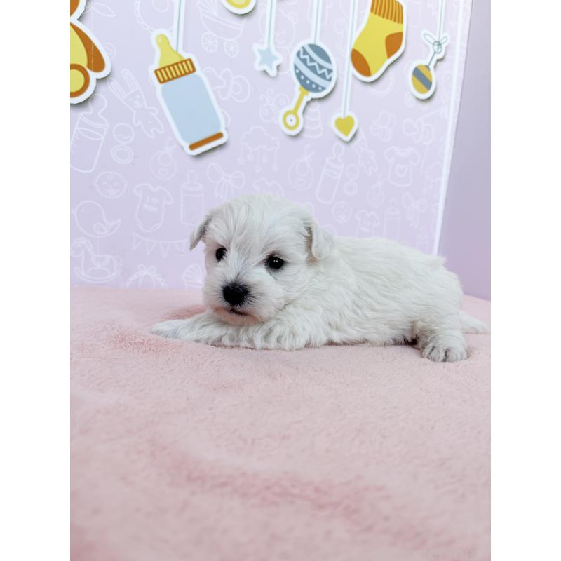 成約済の東京都のミックス犬-433501の2枚目