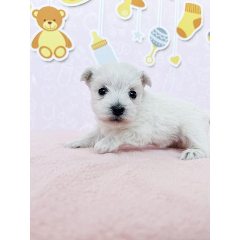 成約済の東京都のミックス犬-433503の3枚目