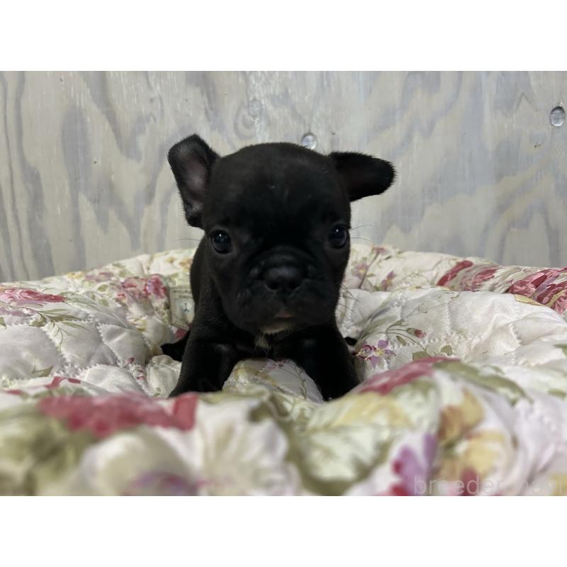 販売中の岐阜県のフレンチブルドッグ-435228の7枚目