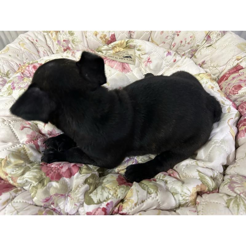 販売中の岐阜県のフレンチブルドッグ-435228の3枚目