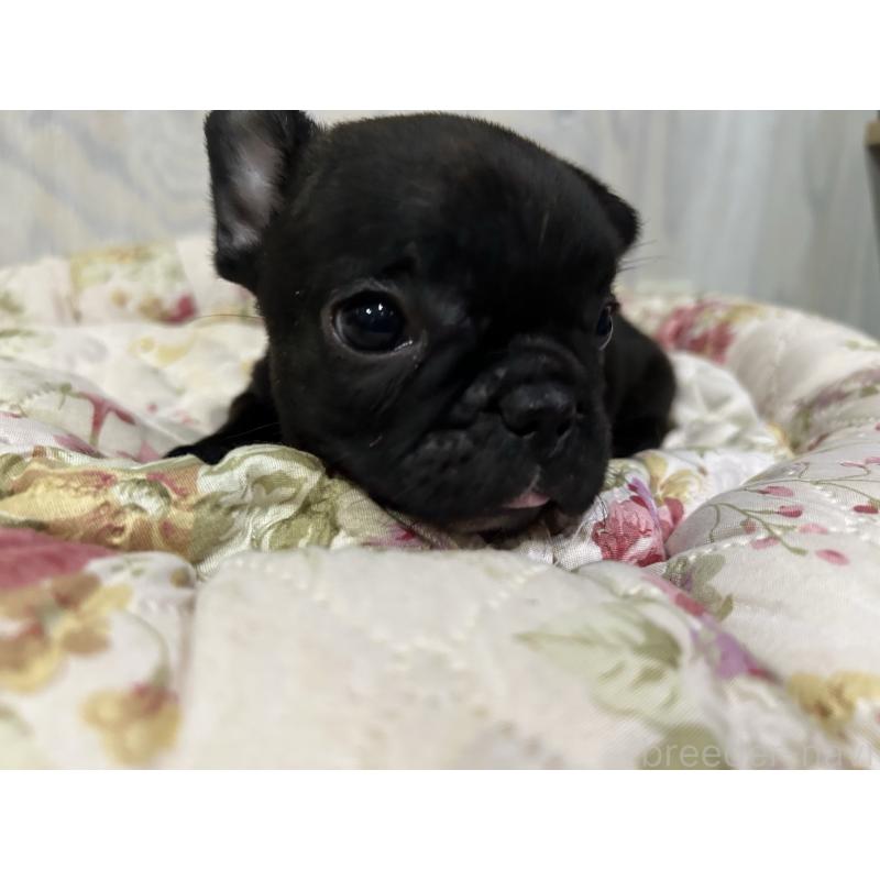 販売中の岐阜県のフレンチブルドッグ-435228の2枚目