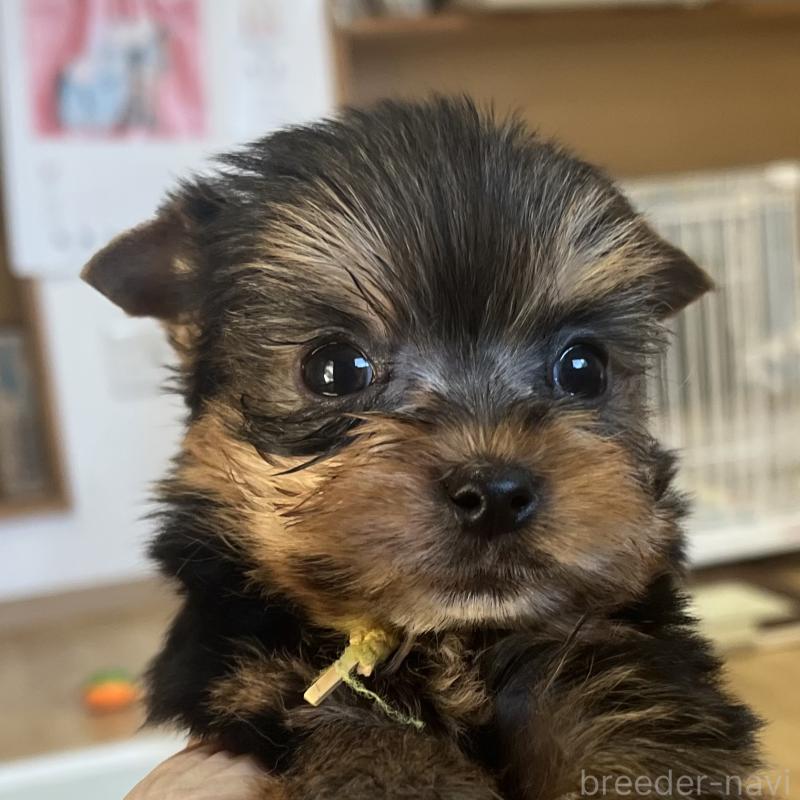 販売中の鹿児島県のヨークシャーテリア-435229の1枚目