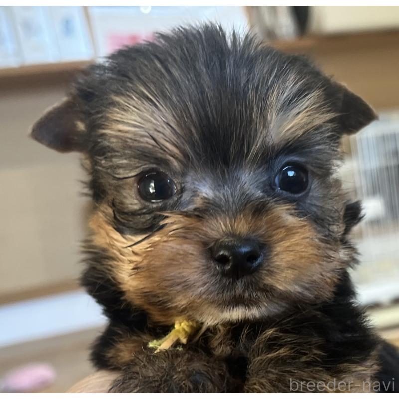 販売中の鹿児島県のヨークシャーテリア-435229の11枚目