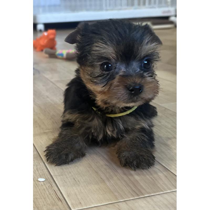 販売中の鹿児島県のヨークシャーテリア-435229の10枚目