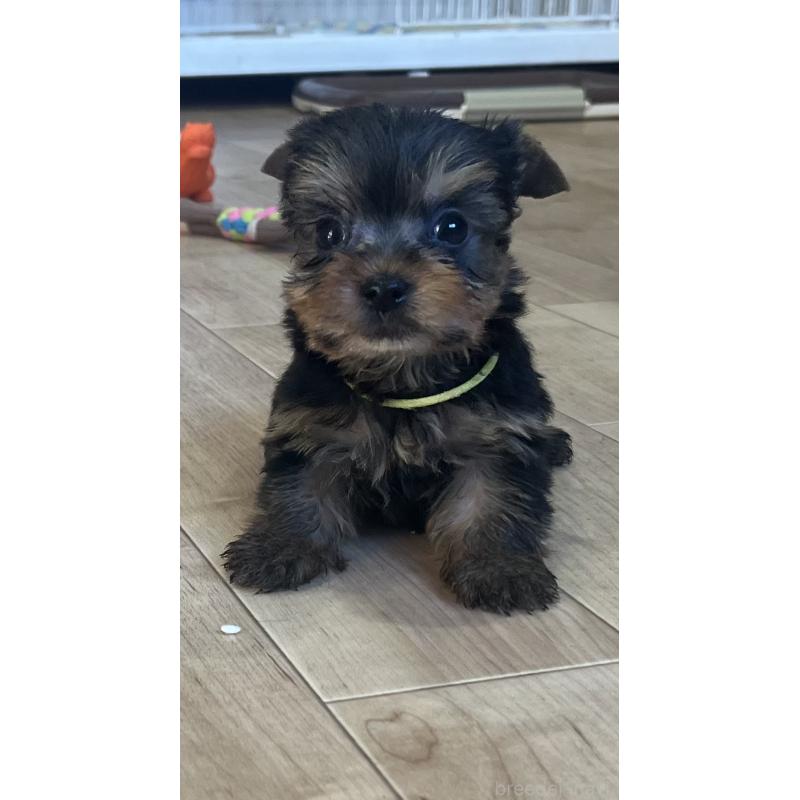 販売中の鹿児島県のヨークシャーテリア-435229の9枚目